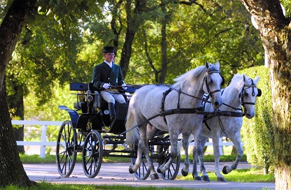 Private_tours_Slovenia_Lipica_stud_farm.jpg Private_tours_Slovenia_Lipica_stud_farm.jpg